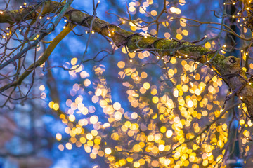 Road trees are decorated with festive fairy lights
