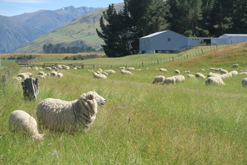 Schaf auf Wiese in Neuseeland
