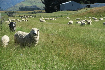 Schaf auf Wiese in Neuseeland