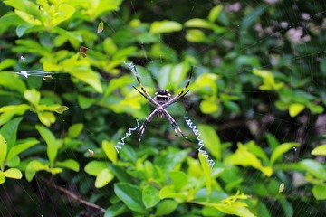 Araña tigre