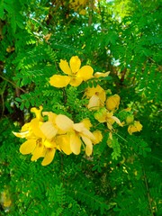 Flower blooming vol.5