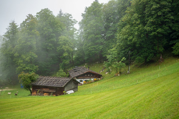  View of a house and a barn in an alpine meadow in the fog early in the morning