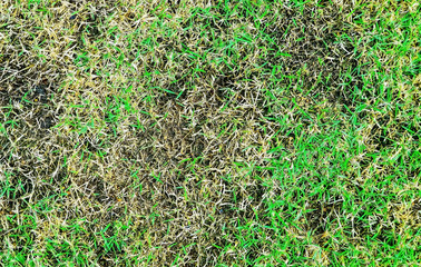 The lawn is a germ., Pests and disease cause amount of damage to green lawns, lawn in bad condition and need maintaining, Park lawn texture.