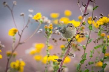 Isolated small bird with yellow flowers in the background- Israel