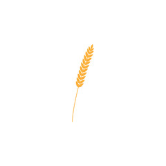 vector illustration of wheat, rye or barley ear with whole grain, yellow wheat, rye or barley crop harvest symbol or icon isolated on white background.