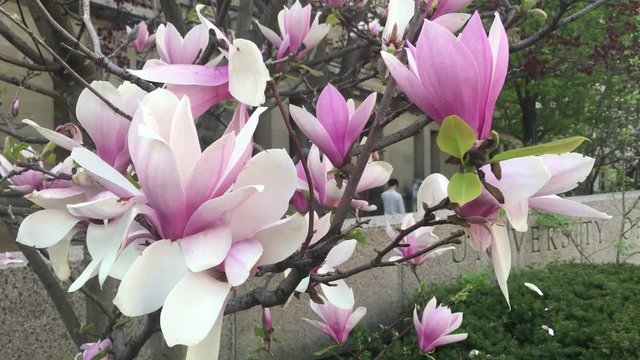 Chinese Magnolia Tree or Tulip Tree in full blossom in front of the university of Toronto Ontario Canada