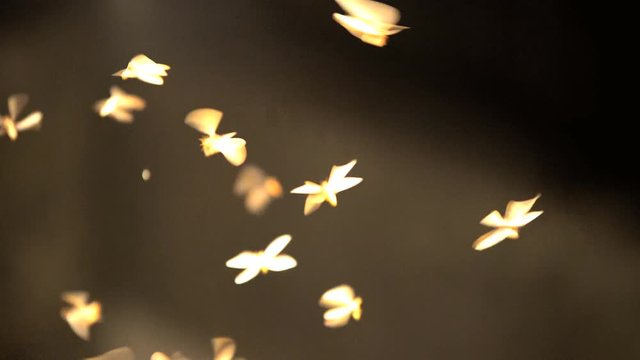 Wings of flying insect species illuminated with tropical glow of summer ecosystem in rainforest habitat