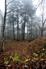 forest in autumn