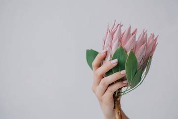 Crop female's hand holding protea flower on white background