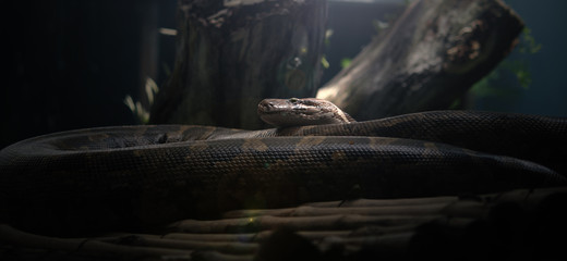 Python