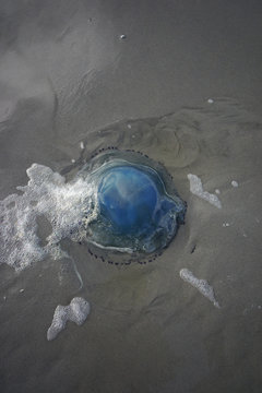 Blue barrel jellyfish stranded on the beach