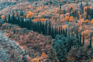 forest ponorama georgia
