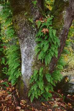 Lush, temperate rainforest in autumn, central Oregon coast