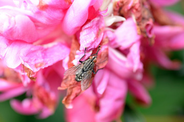 Nature!Insects, lizards and plants!Rosa!