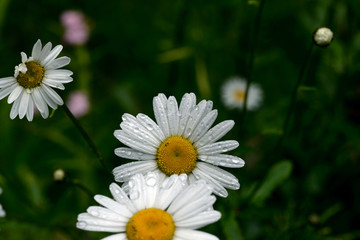 Obraz premium Nature!Insects, lizards and plants!Rosa!