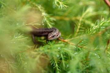 Nature!Insects, lizards and plants!Rosa!