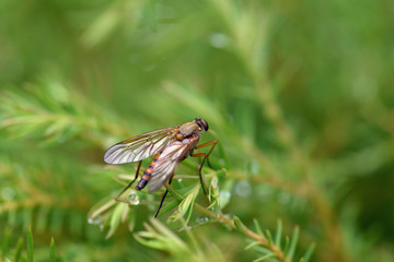 Nature!Insects, lizards and plants!Rosa!