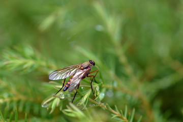 Nature!Insects, lizards and plants!Rosa!