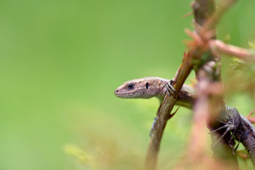 Nature!Insects, lizards and plants!Rosa!