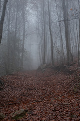 fog day in a forest of Montseny mountain