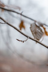 Obraz premium drops in branch of tree forest