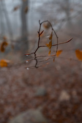 drops in branch of tree forest