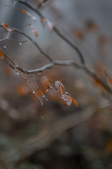drops in branch of tree forest