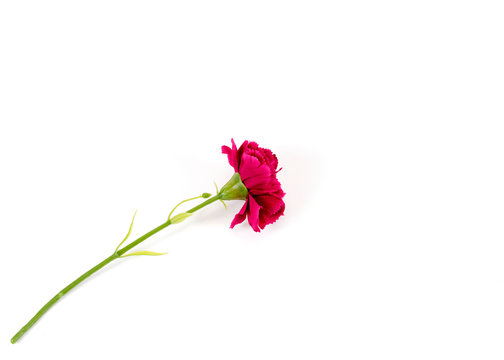 Pink flower popy plastic on white backgrounds