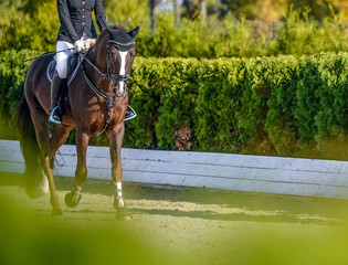 Beautiful girl on sorrel horse in jumping show, equestrian sports. Light-brown horse and girl in...