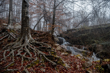 roots of tree in mountain