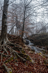 roots of tree in mountain