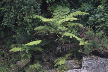 New Zealand Native bush path