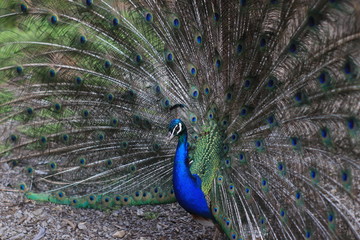 Peacock opening his tail in New Zealand farm