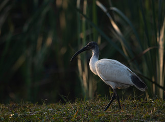 Black-headed ibis (Threskiornis melanocephalus)