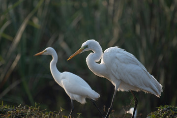 Great Egret