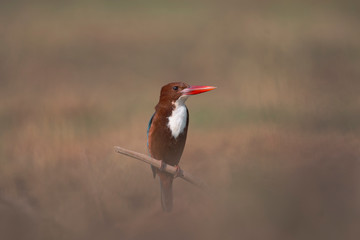White-throated Kingfisher