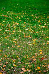 Green lawn and autumn leaves