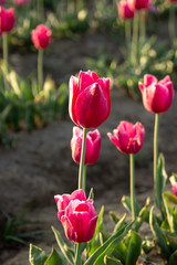 Pink tulip isolated at tulip festival