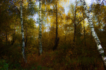 Autumn in the forest