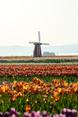 windmill and tulip field