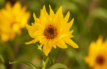 Obraz premium Beautiful yellow flower in the park