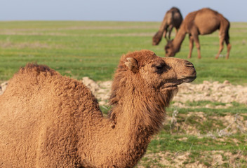 Camels graze in a field in spring