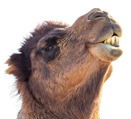 Portrait of a camel isolated on white background