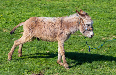 Naklejka na ściany i meble Donkey grazes on green grass in the steppe
