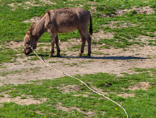 Donkey grazes on green grass in the steppe