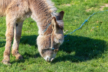 Donkey grazes on green grass in the steppe