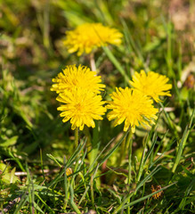 Obraz premium Yellow dandelion on a meadow in spring