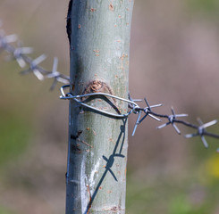 Metal barbed wire on nature as background