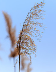 Broom on the reed against the blue sky