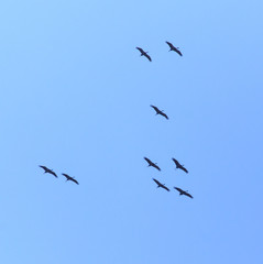 A flock of migratory birds against a blue sky